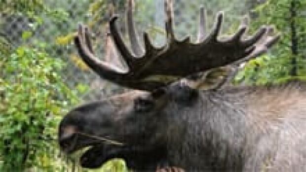 moose-220