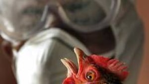 si-bird-flu-science-220-cp-