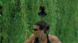 mi-ott-angry-birds300