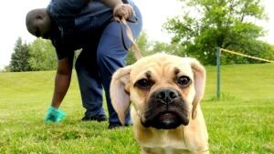 hi-dog-poop
