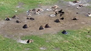 mi-bison-anthrax-carcasses