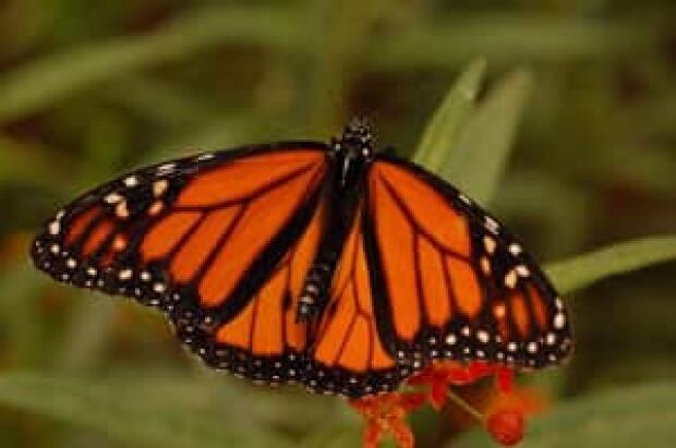 sm-300-monarch-jessica-linton-4