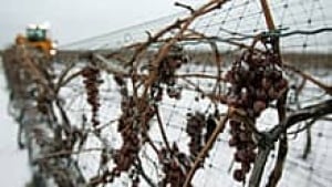 ii-icewine-220-cp-01959339