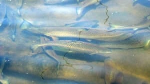 pe-hi-salmon-in-water-4col