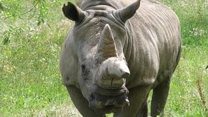 hi-bc-130709-charlie-white-rhino-greater-vancouver-zoo-1-4col