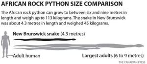 si-cp-python-gfx-460px