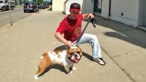 mi-english-bulldog-mac-300