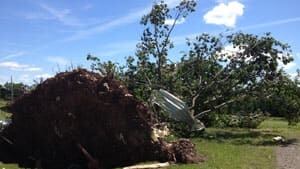 mi-tree-ripped-up