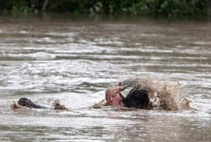 fi-130621-alberta-flood-momo-cat-swim-5