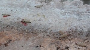 pe-hi-dead-seals-852-4col