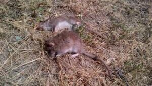 si-rats-dead