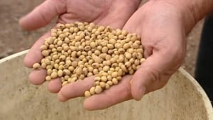 soybean-hand_620x349_1