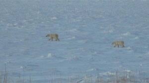 hi--arviat-polar-bears