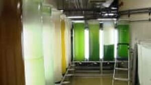 ns-algae-room_220x124_1