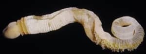 sm-300-modern-acorn-worm