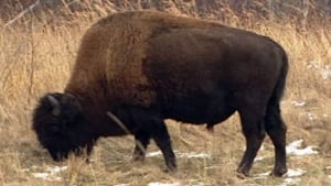 hi-bison