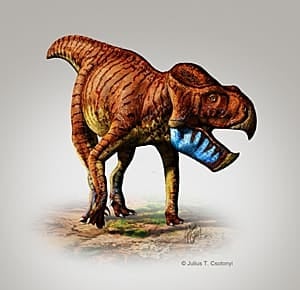 sm-300-gryphoceratops-morrisoni