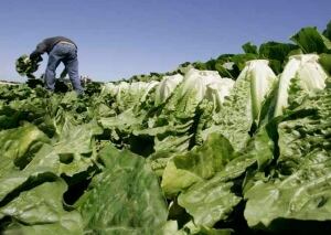 hi-romaine-lettuce-852-ap-8826889