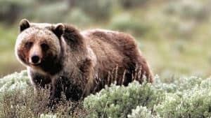 hi-grizzly-attack-852-4col
