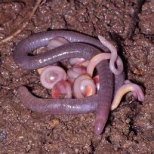 sm-250-new-amphibian-chikilidae-sdbiju