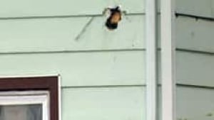 nb-pitt-shooting-bullet-hol