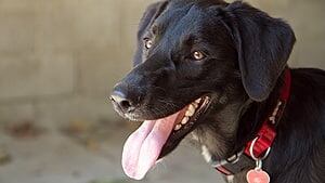 pi-canada-bo-the-dog-300