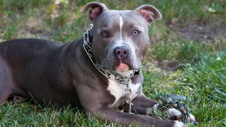 Five things to know about Ontario's pit bull ban