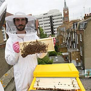 sm-300-urban-beekeeping-london-7123987