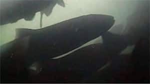 mi-whitehorse-salmon-fishcam