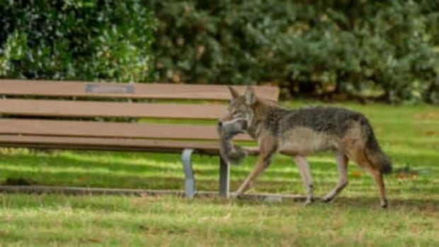 hi-bc-121206-coyote-6col