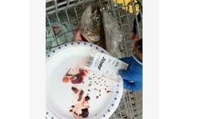 salmon-2