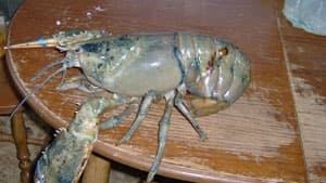 pe-mi-giant-blue-lobster