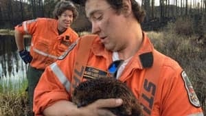 mi-beaver-save-300