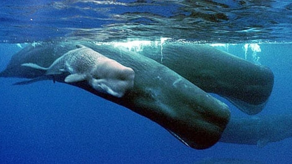 When two whales meet they make patterns of clicks called codas. Female sperm whales spend all year in family groups in subtropical regions of the ocean, while males roam all over the world.