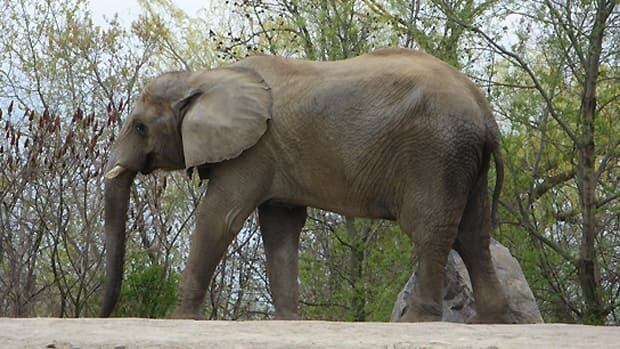li-620-elephantsz