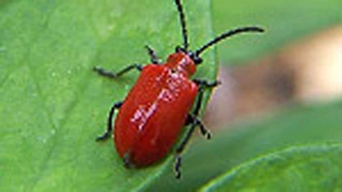 Lily beetles invade Manitobans' flower gardens Manitoba CBC News