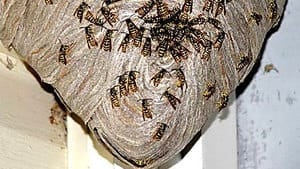 pe-hi-toronto-wasp-nest-4col