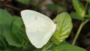 si-clouded-sulphur-bill-bouton-flicker-220