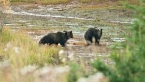 mi-grizzly-bear