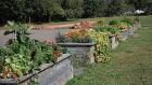 pe-hi-edible-landscape-8col