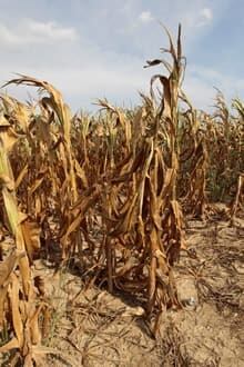 si-220-corn-drought-rtr35aq