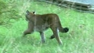 hi-bc-120827-cougar-3col
