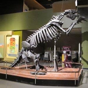 sm-300-giant-sloth-at-manitoba-museum