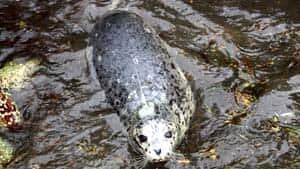 mi-bc-121129-seal-tracking