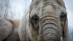 hi-toronto-elephants-cp0295-8col