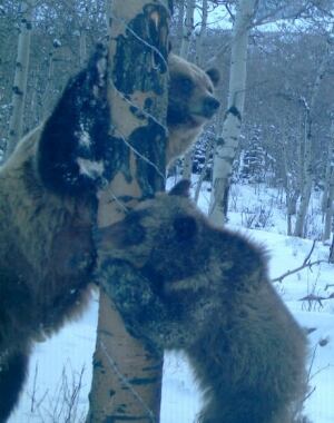 si-two-bears-tree