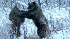 si-bear-fight