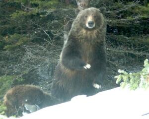 si-bear-standing-up