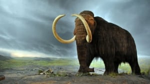hi-852-woolly_mammoth-