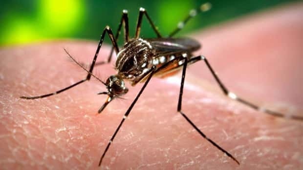 li-mosquito-arm